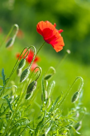 Beautiful flowers in green fields.の写真素材