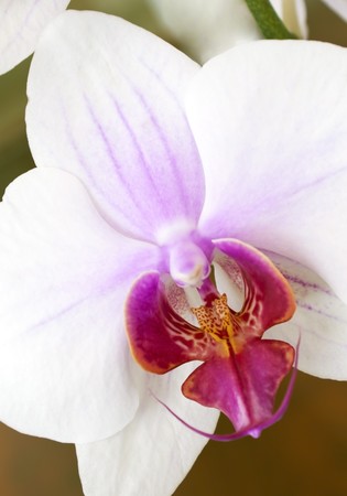 Close-up of a white orchid with pink spotsの写真素材