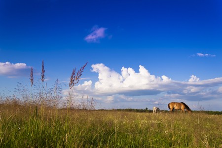 Horses graze in the open.の写真素材