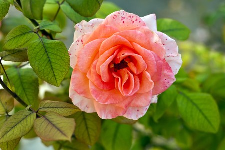 Pink roses on the background of leaves.の写真素材