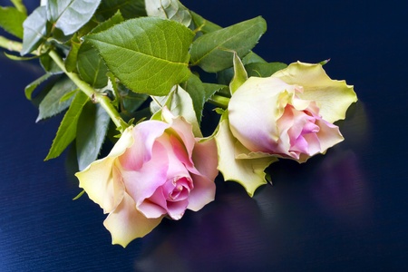 Two pink roses on the table laid.の写真素材