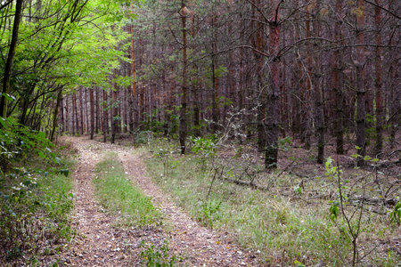Larch forest, forest road in the summer.