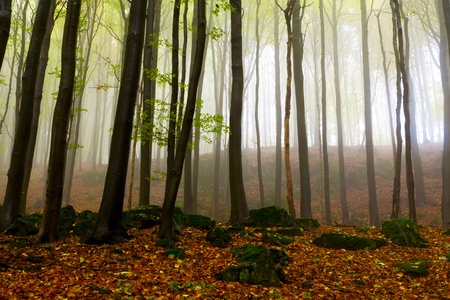 Misty autumn forest, the mountains.の写真素材