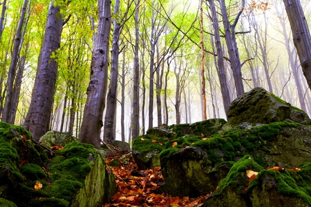 Misty beautiful autumn forest, rocks.の写真素材