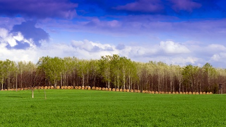 Field and forest in the background clouds の写真素材