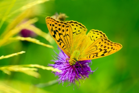 Beautiful butterfly in front of a green background の写真素材