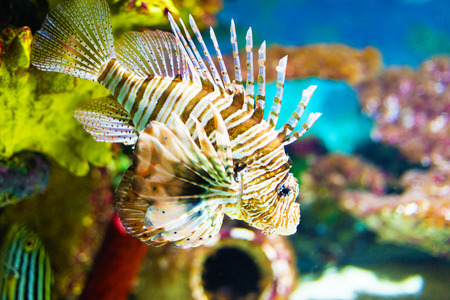 Sea lionfish around colorful coral の写真素材
