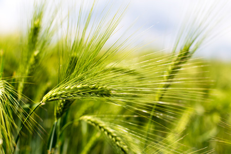 Wheat ears of the arable land.の写真素材