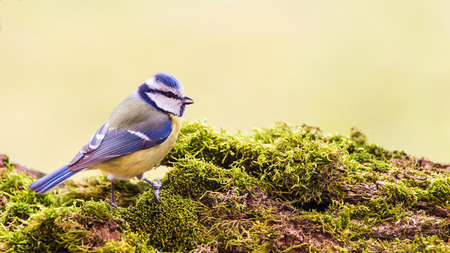Titmouse spring wild out in nature.の写真素材