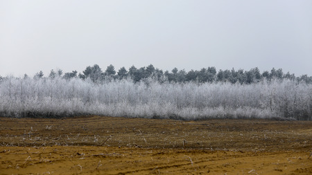 Frozen winter forest and arable land.の写真素材