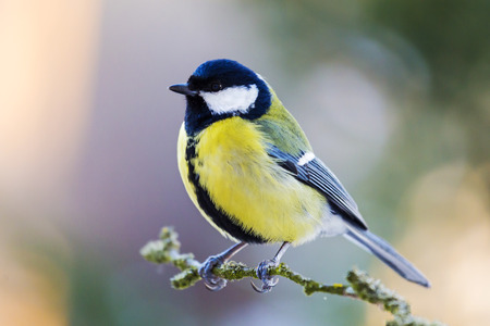 The great tit sitting on tree branch.の写真素材