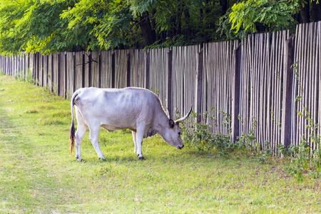 Hungarian gray cattle graze the green field.の写真素材