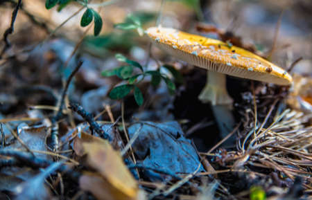 Mushroom In The Forestの写真素材