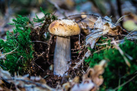 Mushroom In The Forestの写真素材