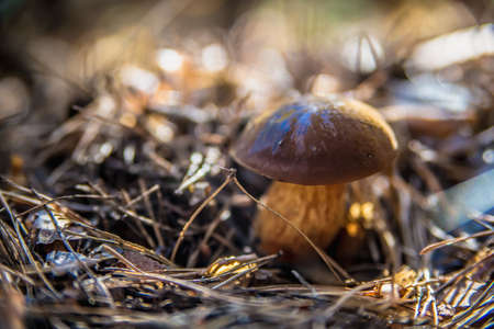 Mushroom In The Forestの写真素材