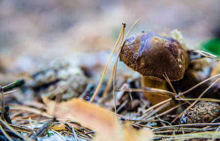 Mushroom In The Forestの写真素材