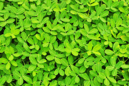 the green leaves from plants make you feel refreshの写真素材