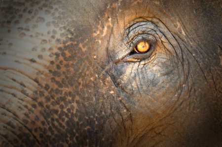 elephant eyeの写真素材