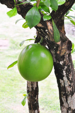 the green squash is growing from the treeの写真素材