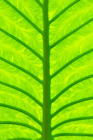 the close up texture of  yellow green taro leaf under the sunlightの写真素材