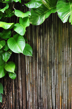 the fresh green climber plants and bamboo stick for design and backgroundの写真素材
