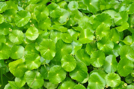the green pennywort plant for natural backgroundの写真素材