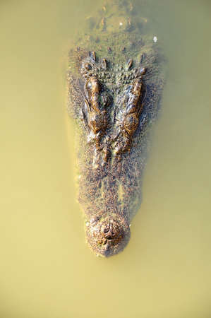 the bird eye view of crocodile headの写真素材