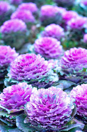 the pink purple of cabbage flowerの写真素材