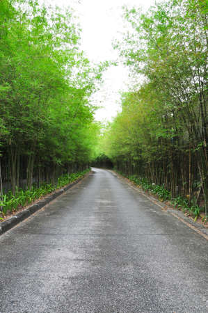 The walkway of bamboo road to long destinationの写真素材