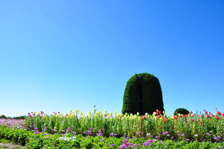 a beautiful garden with variety of flowers and blue skyの写真素材