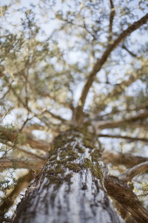 Shallow depth of field look up the trunk of a tree.の写真素材