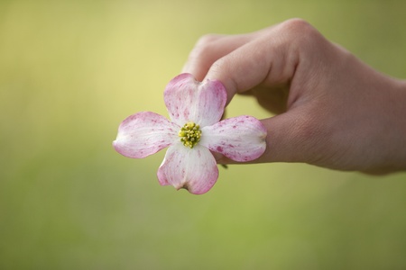 Girl holding a bloom from a dogwood tree in the spring  Centered  の写真素材