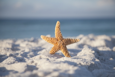 Close up shot of starfish sitting in white sand on the beach  の写真素材