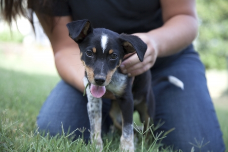 A young woman plays in the grass with a brown and black mixed breed puppy の写真素材