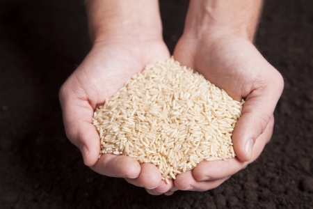 Two hands are holding rice over a bed of rich dirt の写真素材