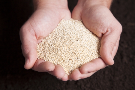 A pair of cupped hands are holding dried quinoa over a bed of dirt の写真素材