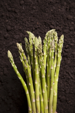 A cluster of organic asparagus sits on a bed of dirt の写真素材