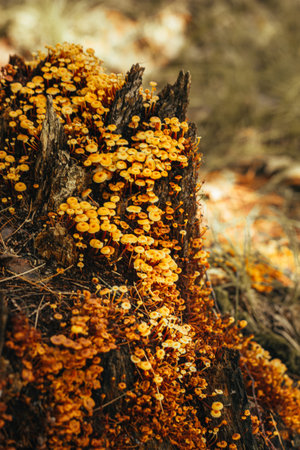 Tiny Orange Mushrooms Growing on an Old Stump