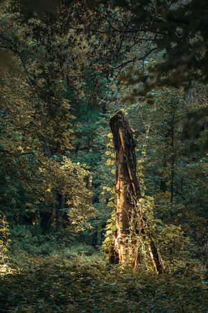 Sun on the Side of a Dead Tree in the Middle of the Forestの写真素材