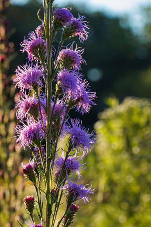Purple Flower Bloom in a Fieldの写真素材