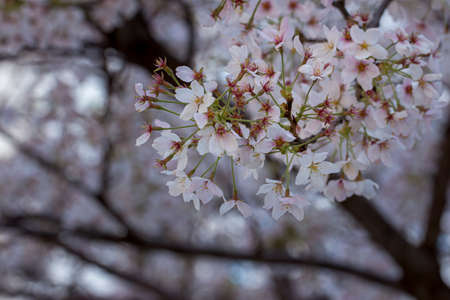 Macro Photo of Japanese Cherry Blossoms in the Springの写真素材