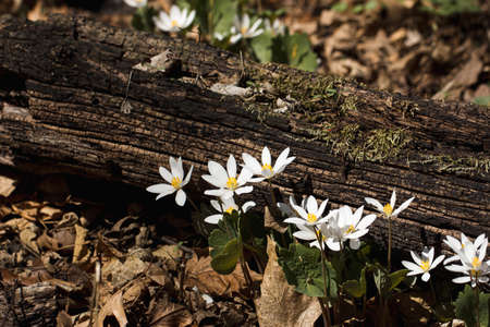 Daisies and a Fallen Log with Mossの写真素材