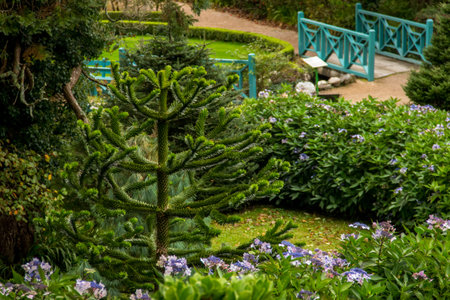 Small Evergreen Plant in the Kylemore Abbey Gardens