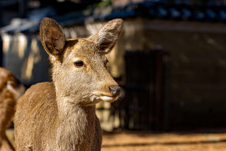 Japanese Sika Deer Looking to the Side.の写真素材