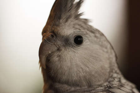 Headshot of a Grey Cockatielの写真素材