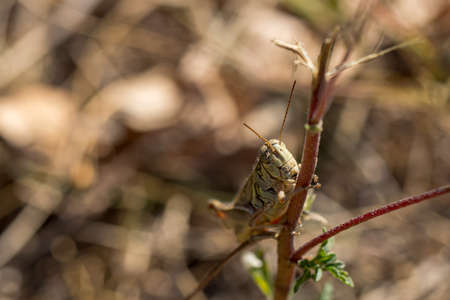 Camouflage Grasshopper on a Sapling Treeの写真素材