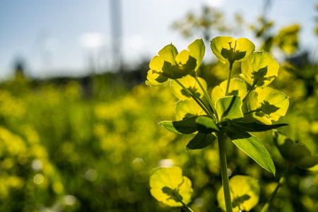 Yellow Leafy Flowers on the Roadside in Sunlight