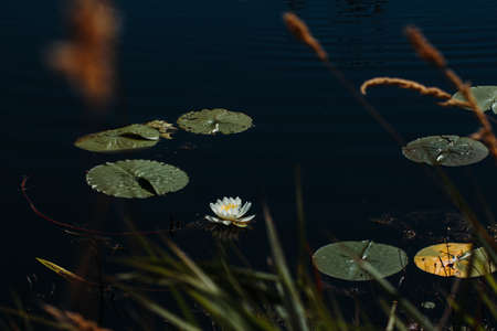 Lilly Floating on a Calm Pond in Minnesotaの写真素材