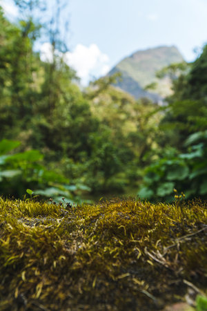 Top of a Mossy Rock with the Cloud Forest Blurred Behind