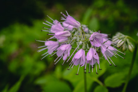 small purple flower in the garden